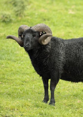 The Hebridean Woolhouse